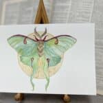 “Luna Moth” Watercolor Workshop